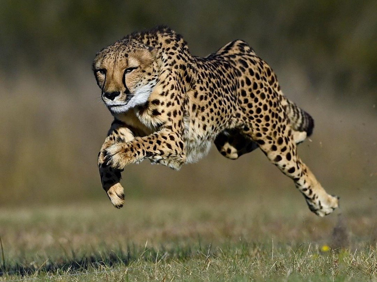 Sprintender Gepard auf einer Wiese.